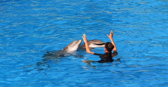 cvičení delfínů