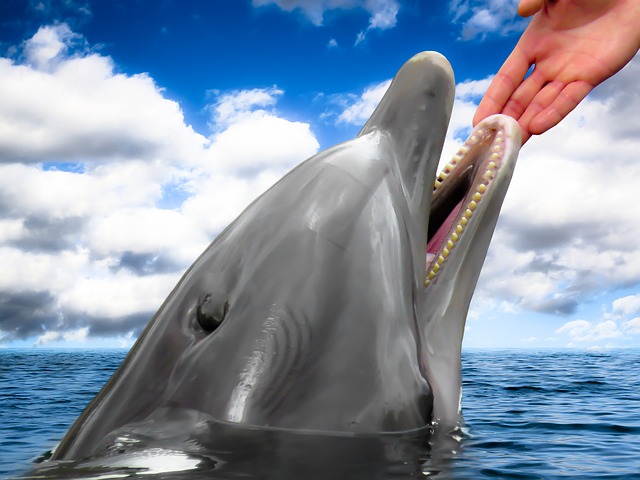 kontakt s delfínem