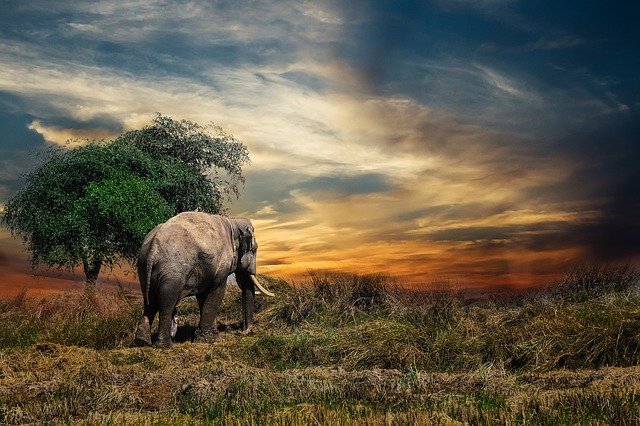 slon u stromu